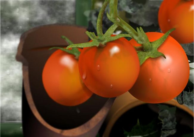 Tomatoes Derek Cooper