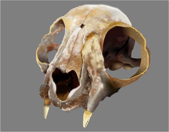 Cat Skull Derek Cooper