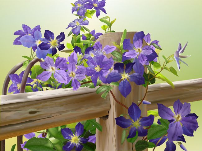 Clematis Fence  2009 Nancy Griffin