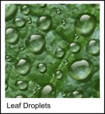 Leaf droplets Copyright 2003 Su Lawrence