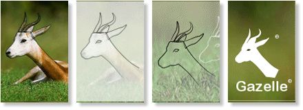 Creating a Gazelle Logo from a Photograph - 2005 Mohammed Sheata