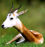 Creating a Gazelle Logo from a Photograph - 2005 Mohammed Sheata