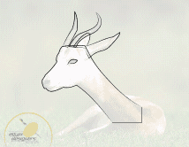Creating a Gazelle Logo from a Photograph - 2005 Mohammed Sheata